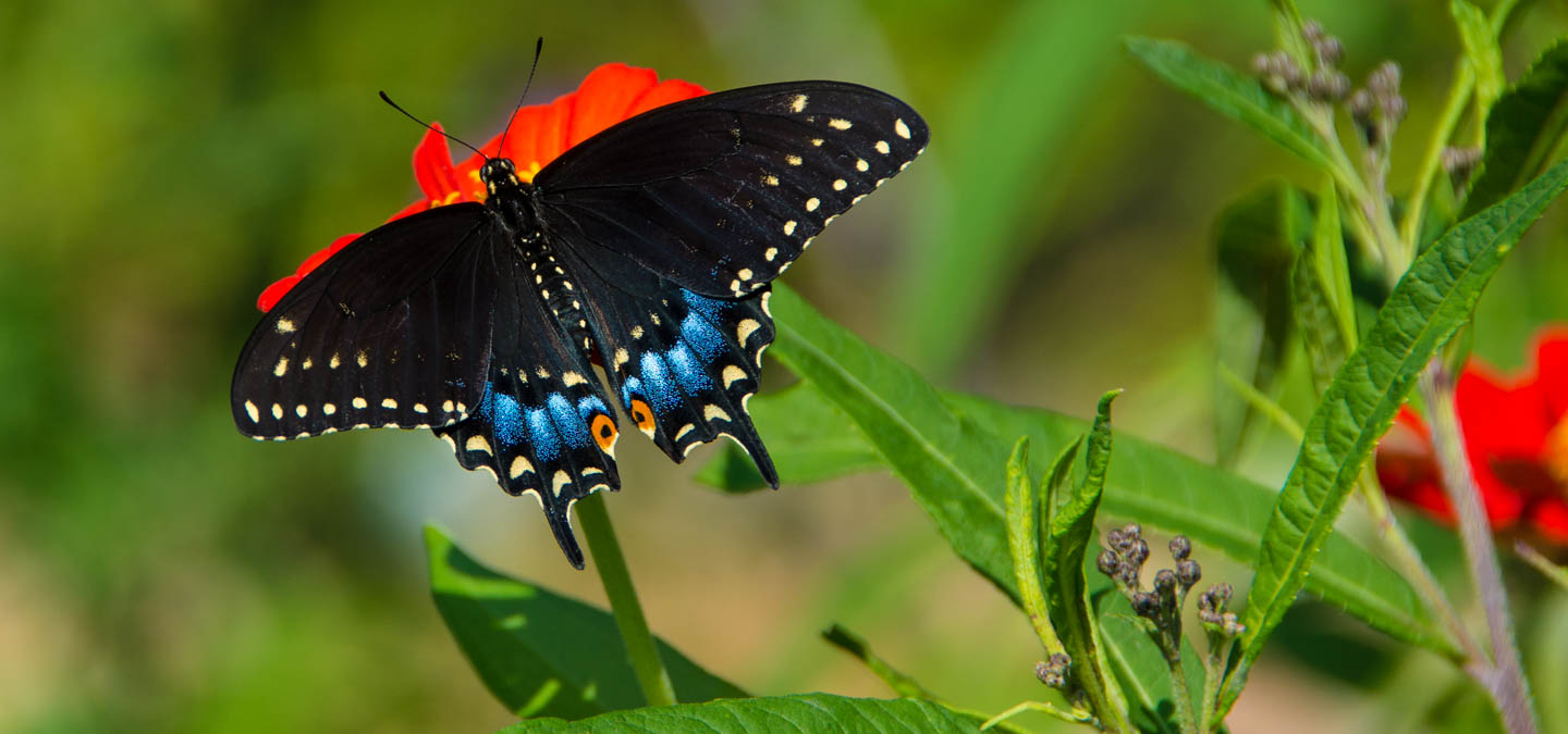 Kaleidoscope Butterfly Garden North Carolina Zoo